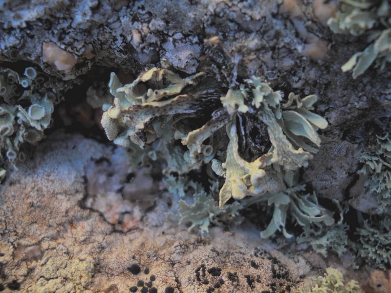 Ramalina polymorpha - ...su granito...
